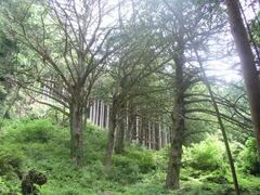 ヒダリマキガヤの群生地の写真1