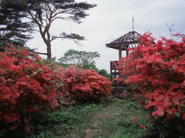 ����R�̃c�c�W�̎ʐ^1