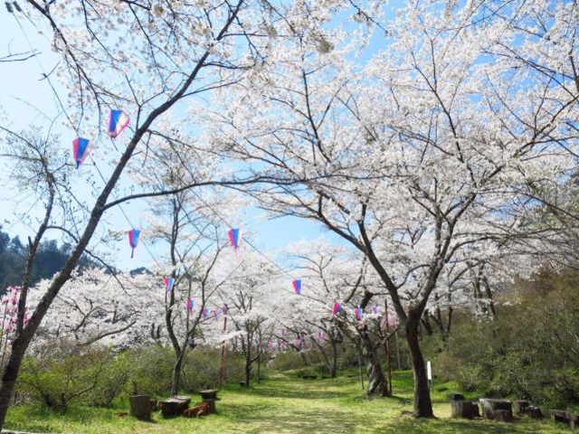 掛け軸 掛軸 桜 森山観月・桜花爛漫 尺五 花鳥画 春 桐箱 風鎮