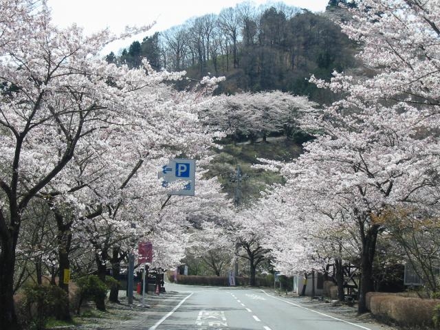桜山公園の冬桜】アクセス・営業時間・料金情報 - じゃらんnet