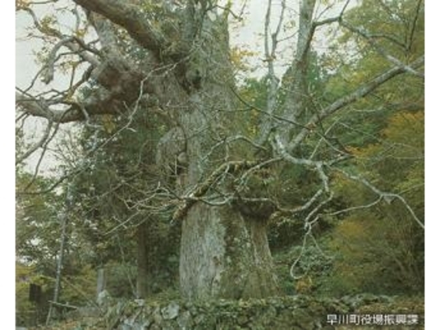 七面山の大トチノキ】アクセス・営業時間・料金情報 - じゃらんnet