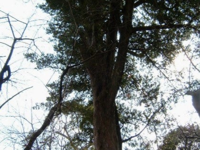 ��}�L�̎ʐ^1