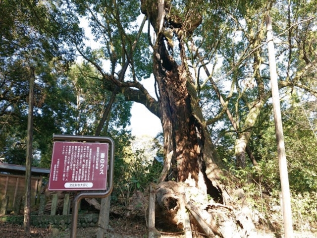 �Ȃ̃N�X�̎ʐ^1