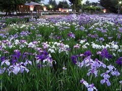 ����ߌ����̃A�����i�n�i�V���E�u�j�̎ʐ^1