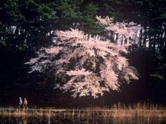 ����񂳂��r�����y���̖����z�̎ʐ^1