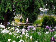 Ҋ䂠߉̉Ԃ傤Ԃ̎ʐ^1