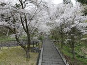 �T�R�����̍��̎ʐ^3