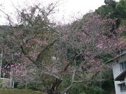 ��y���̃g�r�E���̎ʐ^1