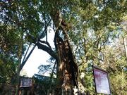 �Ȃ̃N�X�̎ʐ^2