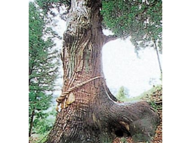 ��蔪���_�Ђ̔n�`���̎ʐ^1