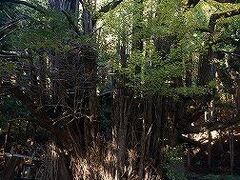 入山辺 千手のイチョウの写真1