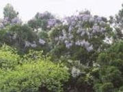 �s�����̃t�W�̎ʐ^2