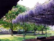 �M�Z�������j�Ռ����̓��̉Ԃ̎ʐ^1