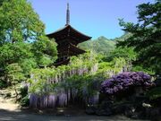 �O�R���̓��̉Ԃ̎ʐ^1