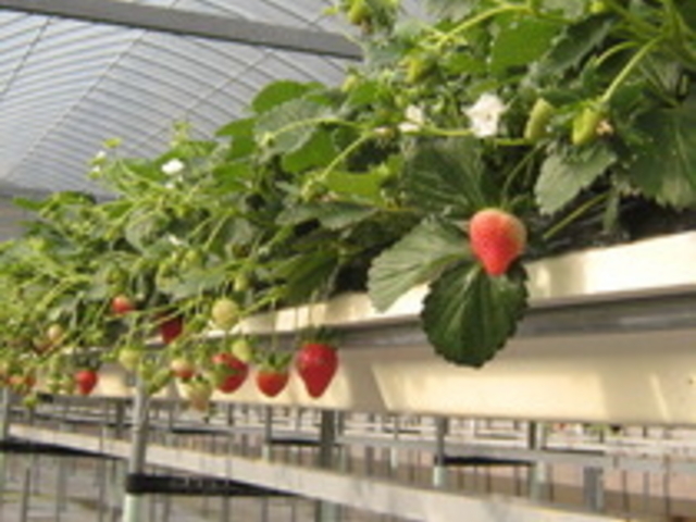 ƂꂽăC`S̏ŁII30ԐHו_ǒ