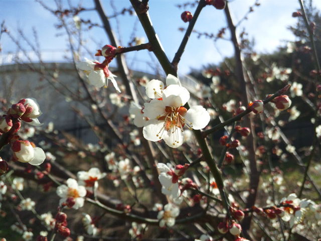 �э≷��Ԃ����̗�