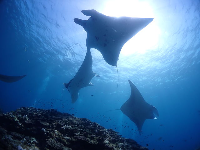 ����͂�΂��I_�_�C�u�n�E�X�}���^�Ί_��