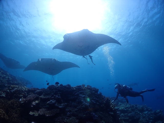 �ǂ�ǂ�}���^�����_�_�C�u�n�E�X�}���^�Ί_��