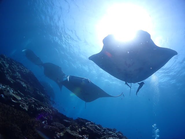 �}���^����_�_�C�u�n�E�X�}���^�Ί_��