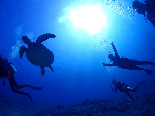 �_�C�u�n�E�X�}���^�Ί_��