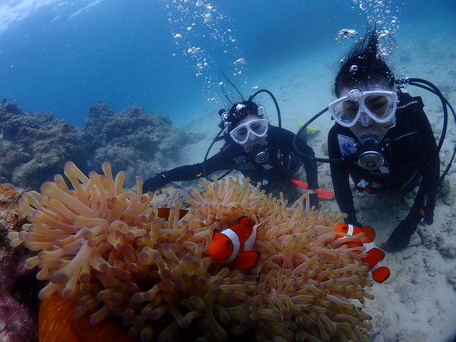 �_�C�u�n�E�X�}���^�Ί_��