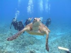 �X�m�[�P���E�_�C�r���O�X�N�[���@�p���_�C�X��y���@�x�˓X�̎ʐ^1