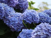 zK΃GA܂Ȃόēlc̎ʐ^1