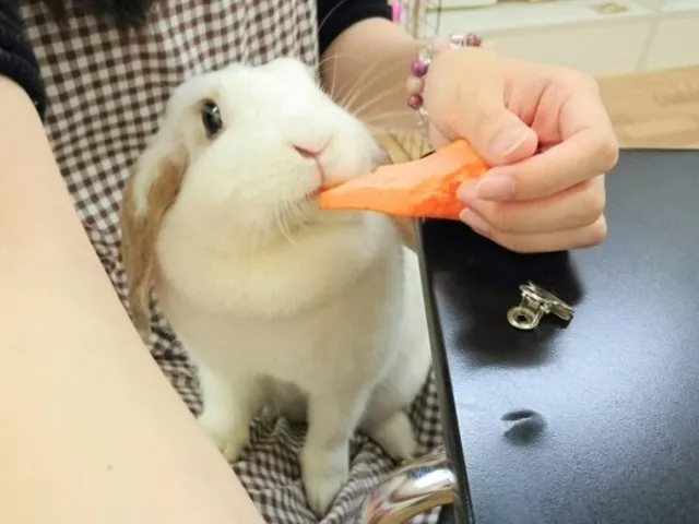 うさぎカフェ うさびび【池袋】