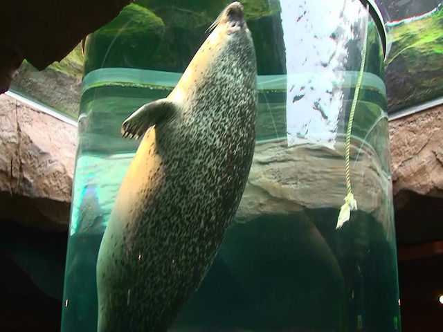 ����ɂ��鈮�R�������ł��B_�k�C���ό��l�@���c�^�N�V�[