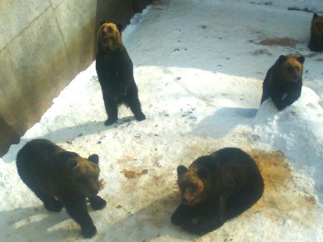 ���a�V�R�N�}�q��ł��B�����̃N�}�͓~�����܂���B_�k�C���ό��l�@���c�^�N�V�[