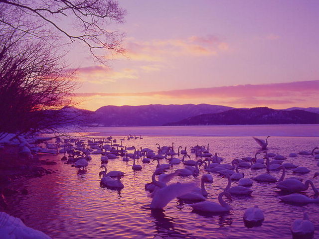 �~���ԁ@���ΘH�΂ɂ��鍻���ɂ́A�͂����傤���򗈂��Ă��܂��B_�k�C���ό��l�@���c�^�N�V�[