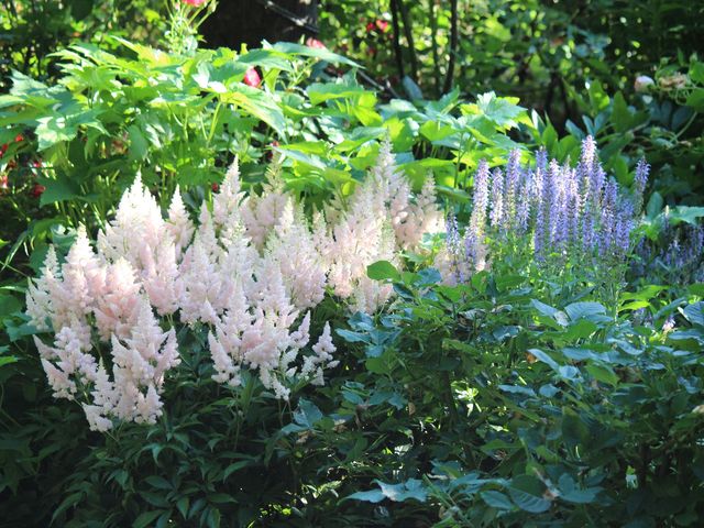 6�����{���̃A�X�`���x�ƃT���r�A_Coppice GARDEN