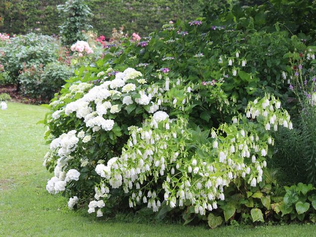 6�����{���̃A�W�T�C�ƃJ���p�j����_Coppice GARDEN