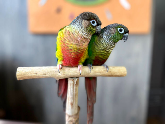 �I�E���̃J�t�F�@FREAK