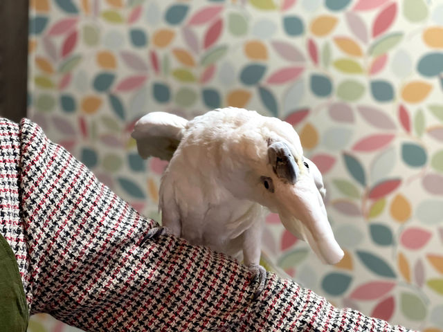 �I�E���̃J�t�F�@FREAK