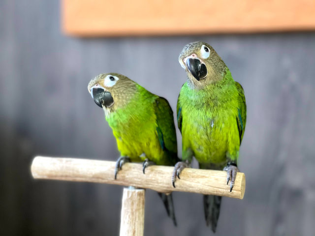 �I�E���̃J�t�F�@FREAK