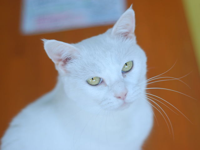 ��߂����_�˂��̂���J�t�F�@���q�L����