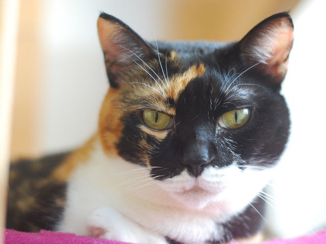 �����l_�˂��̂���J�t�F�@���q�L����