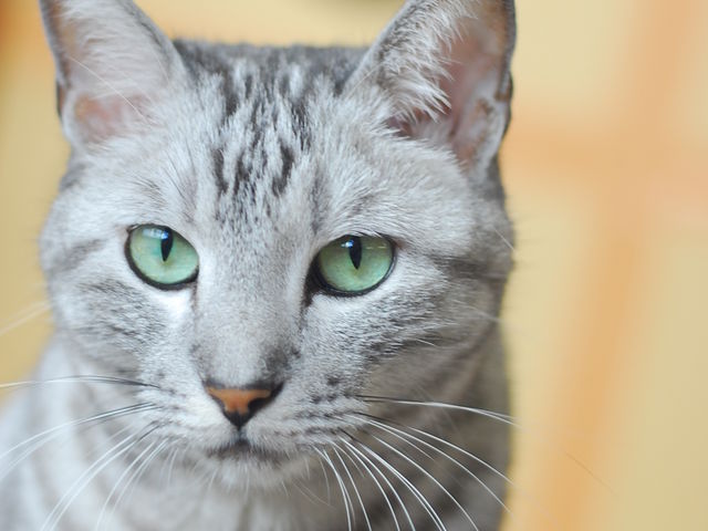 �ڂ񂿂��_�˂��̂���J�t�F�@���q�L����