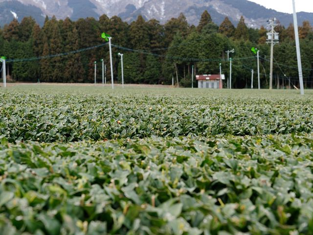 ���Ԃ����J�t�F