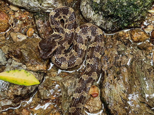 ���܂Ƀq���n�u�����܂��B�^���D�ގւł��B_YambaruBlue