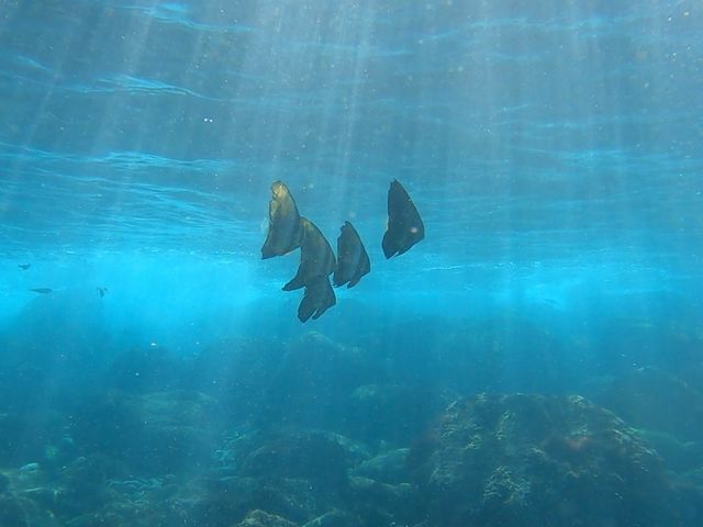 �󐣂ɓ�����������Ō��z�I_�ɓ��C�_�C�r���O���]�[�g