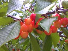 タカシナ観光果樹園の写真1