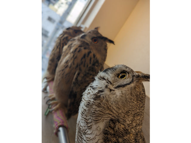 �ӂꂠ���J�t�F ���ӂ肱����