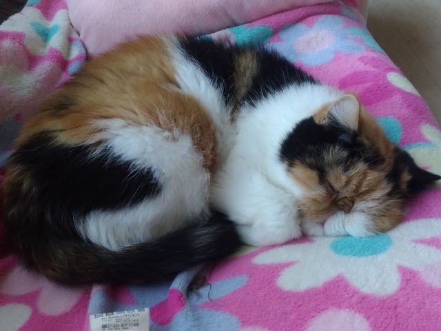 �}��_���[�����̉�