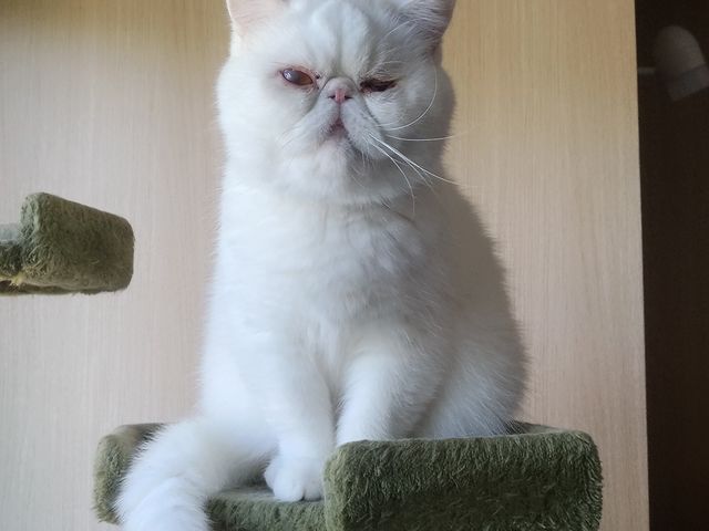 ����_���[�����̉�