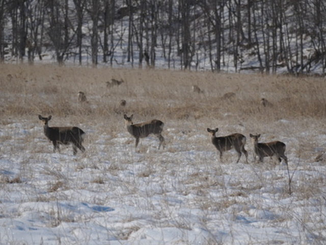 �k�C���o�R�K�C�h�E���c�W��