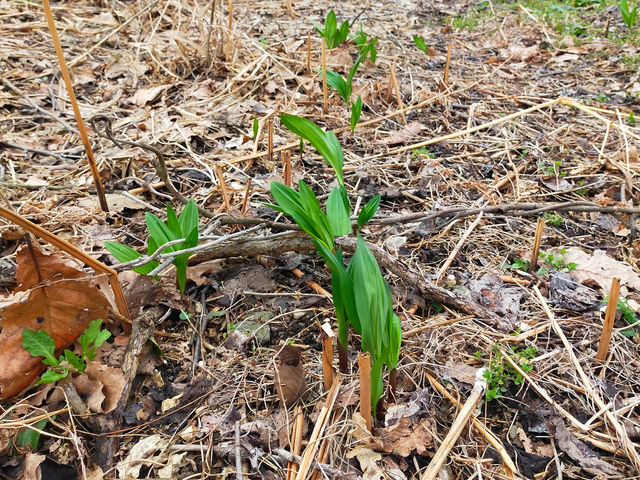 �s�҂ɂ�ɂ�(�A�C�k�l�M)4�����{����S�[���f���E�B�[�N���܂Ł@�����̔_��_���R�͔|�������`�_��