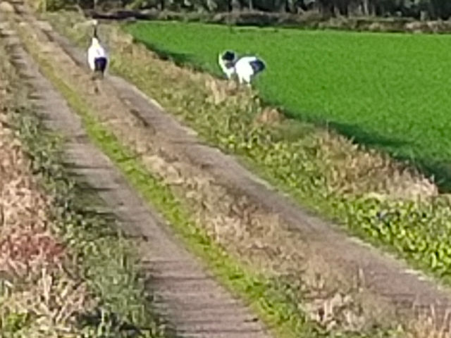 �����̔_���̋߂��ł́@�^���`���E�d���ɉ���������܂�_���R�͔|�������`�_��