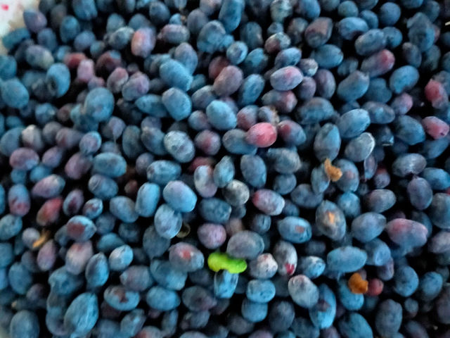 ���̎��A�s�V�s���̎����ƌ�����n�X�J�b�v�@��Ύ��ӂɎ������Ă����ʎ�_���R�͔|�������`�_��